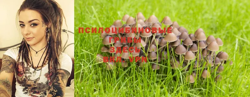 цены наркотик  Борисоглебск  Галлюциногенные грибы MAGIC MUSHROOMS 